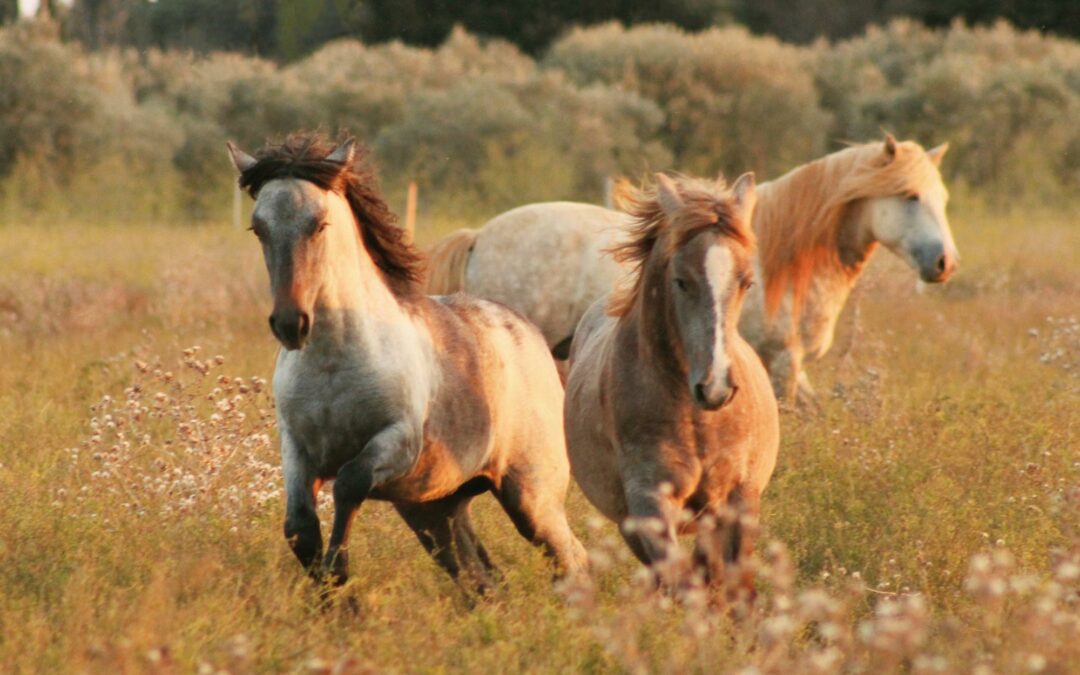 Haras de Camargue