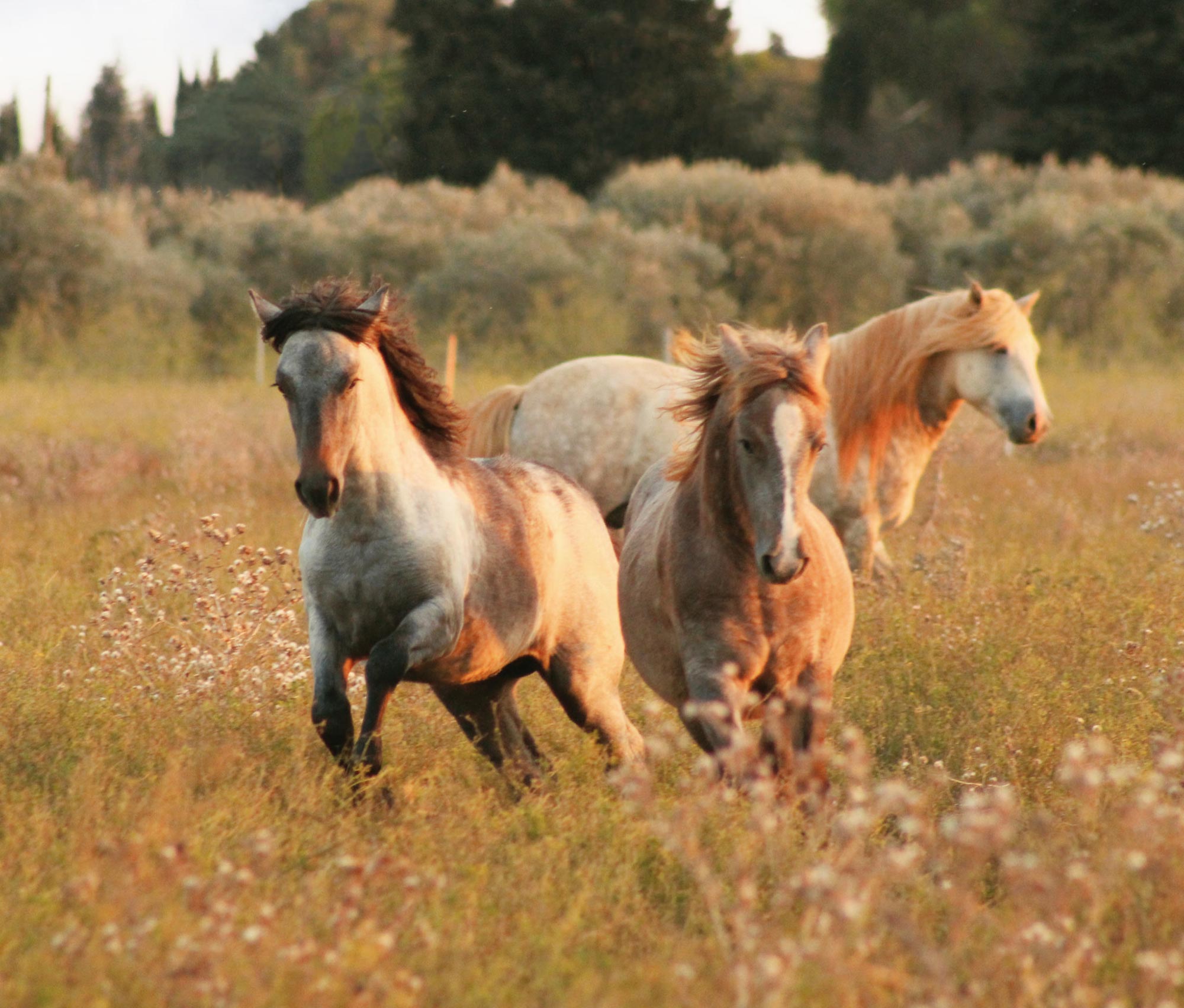 Haras de Camargue